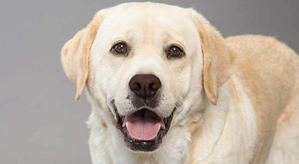 Raças de Cachorros para Apartamento - Labrador