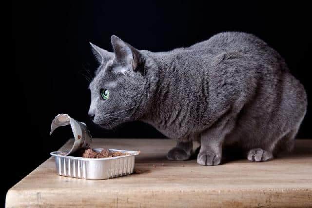 Ração Úmida para Gatos