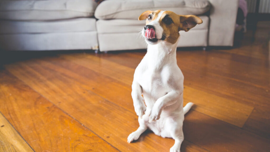 Raça de Cachorro para Apartamento